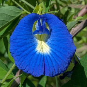 Anchan Tee Blaue Blume Rauhnachtsbegleitung Anahata